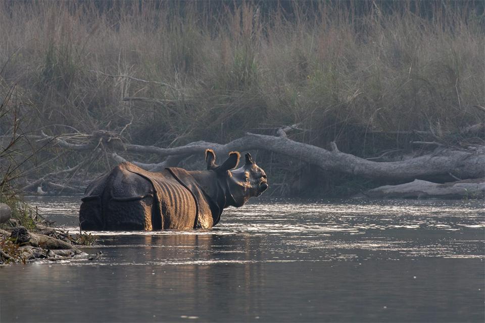 Bardia National Park Tour from Kathmandu